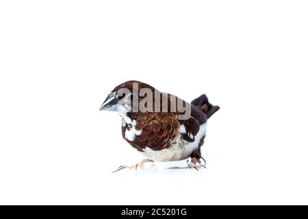 Uccello finch giapponese con marrone e bianco piume ritratto animale isolato su uno sfondo bianco, birdwatching simulano su veterinaria ornitologia tema con Foto Stock