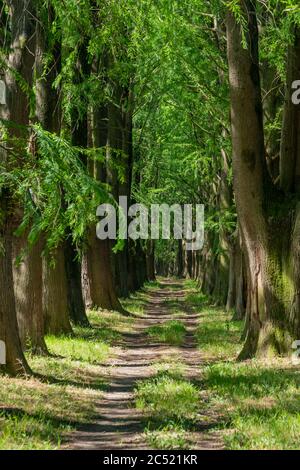 Vicolo di cipressi paludosi a Poti, Georgia Foto Stock