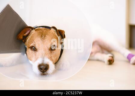 Adorabile cane ferito con bende sulla zampa con colletto elisabettiano che riposa sul pavimento in giornata di sole Foto Stock