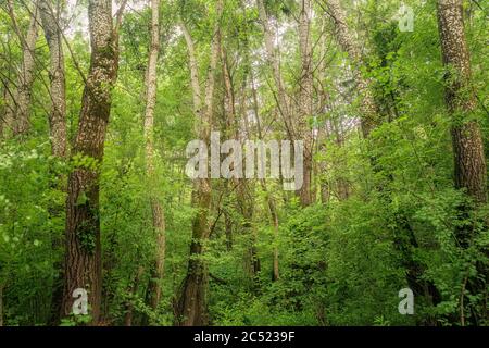 Gli alberi di Poplar orientali crescono in una riserva naturale del Michigan sudorientale, contea di Macomb, Michigan. Gli alberi rimangono la soluzione di cattura del carbonio a costi più bassi. Foto Stock