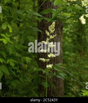 Stalks di erba, Poaceae o Graminae, andato seminare con uno sfondo di foresta a Speedwell Forge Park, Lancaster County, Pennsylvania Foto Stock