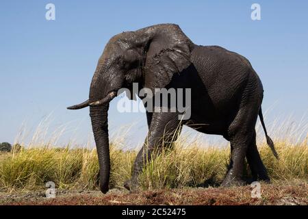 Grande adulto africano Elephant Loxodonta africana africana vista a livello del terreno, appena emerso da un bagno di fango sulle rive del fiume Chobe in Botswana Foto Stock