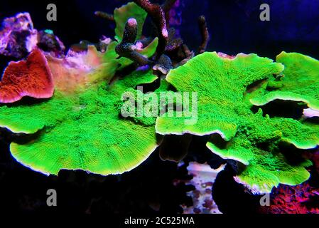 Verde Montipora capricornis piatto sps corallo Foto Stock