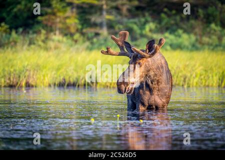 Grande alce di toro che si trova in linea costiera poco profonda di un lago tranquillo in mattina presto, foresta sullo sfondo, in Algonguin Park, Ontario, Canada. Foto Stock