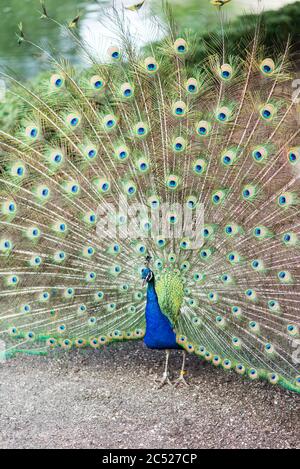 Chicago, il USA, 23 giugno 2018, Ritratto di un pavone che mostra le piume di racconto al Brookfield Zoo, (solo per uso editoriale) Foto Stock