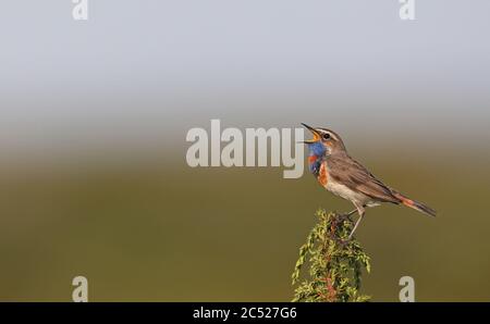 Bluegola, Luscinia svecica, canto da Juniper top Foto Stock