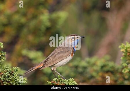 Bluethroat, Luscinia svecica seduto nell'albero di Ginepro Foto Stock