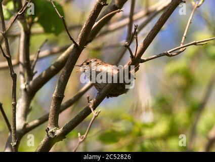 Un Jenny Wren che canta il suo cuore. La loro canzone è forte e melodiosa, una sorpresa per un piccolo uccello criptico Foto Stock