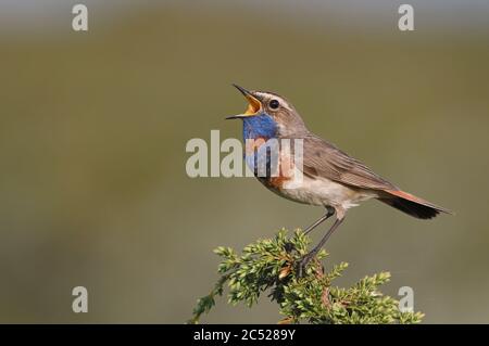 Bluegola, Luscinia svecica, canto da Juniper top Foto Stock