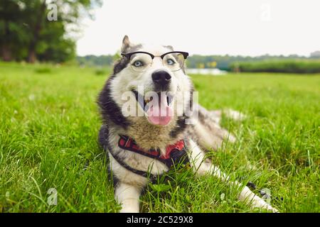 Un cane intelligente in occhiali guarda la fotocamera mentre si sdraia sull'erba in natura Foto Stock