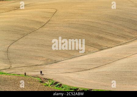 Die Crete Senesi südlich von Siena im Herbst. Nach der Ernte kommt der erdige Charakter der Landschaft durch die verschiedenen Farben des Ackerbodens Foto Stock