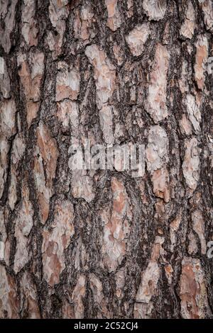 Corteccia di un pino nella brughiera di Wahner, Troisdorf, Renania settentrionale-Vestfalia, Germania. Ride einer Kiefer in der Wahner Heide, Troisdorf, Nordrhein-Wes Foto Stock