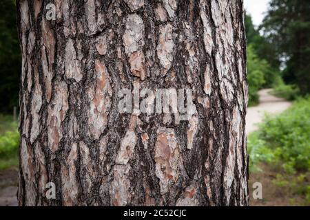 Corteccia di un pino nella brughiera di Wahner, Troisdorf, Renania settentrionale-Vestfalia, Germania. Ride einer Kiefer in der Wahner Heide, Troisdorf, Nordrhein-Wes Foto Stock