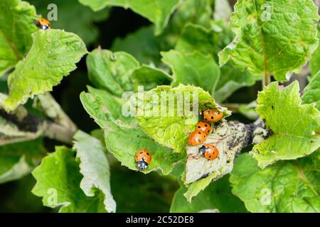 Sette macchietti coccinella septempunctata alimentazione su afidi su una pianta di burdock Asteraceae nel mese di giugno, controllo biologico di peste Foto Stock