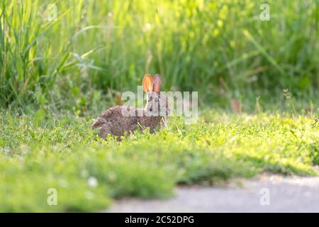 Eastern Cottontail Rabbit mattina presto su dewy erba in estate, Ottawa, Ontario, Canada Foto Stock
