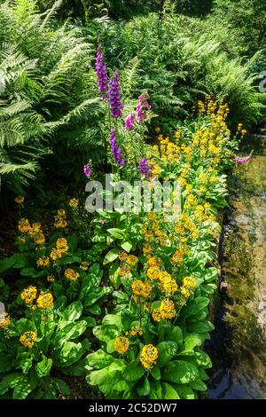 Bella scena giardino con fiori giallo primrose cresce a giardino ruscello ferni Primula bulleyana Foto Stock