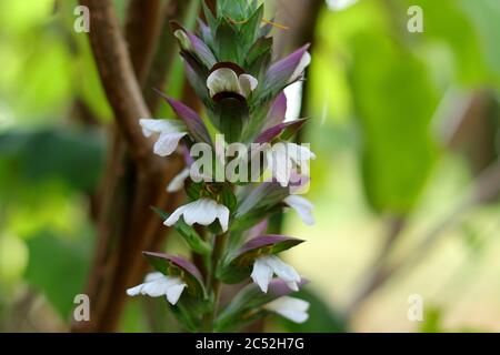 Colpo selettivo di una pianta di Acanthus sotto il sole con uno sfondo sfocato Foto Stock