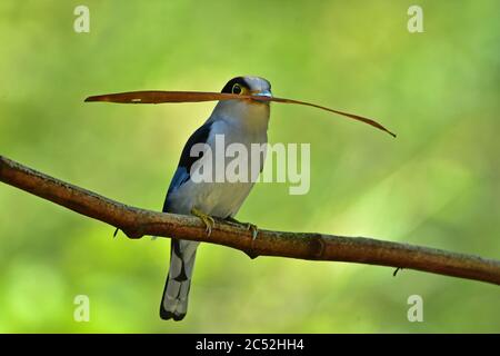 Colorato Silver bird-breasted broadbill (Serilophus lunatus) sul ramo di albero Foto Stock