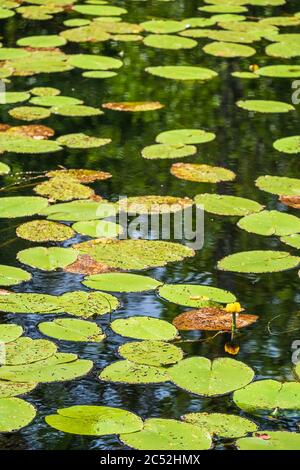 Lago con gigli d'acqua gialli in fiore Foto Stock