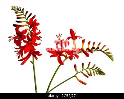 Fiori estivi rossi della dura e perenne Crocosmia 'Lucifer' su sfondo bianco Foto Stock