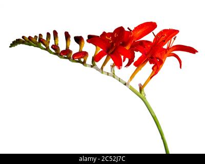 Fiori estivi rossi della dura e perenne Crocosmia 'Lucifer' su sfondo bianco Foto Stock