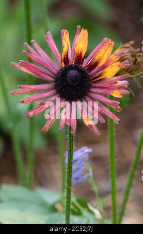 Petali Quilled e centro a cupola nera del perenne ibrido Echebeckia 'Summerina Electra Shock' Foto Stock