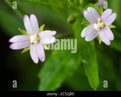 Primo piano dei fiori del Regno Unito wildflower e erbacce da giardino, Epilobium parviflorum, willoweb di aratura Foto Stock