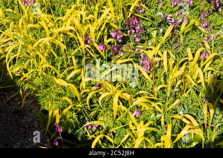 L'erba dorata di Bowle, il milio effusum 'Aureum', si mescolano con Dicentra formosa e il lamium maculatum presso la Garden House Foto Stock