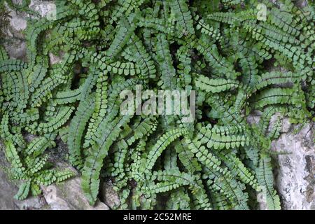 Maidenhair spleenwort (felce) che cresce su calcare nel Parco Nazionale delle Dales dello Yorkshire, nel Nord Yorkshire, Inghilterra Foto Stock