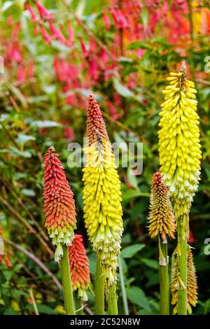Red Hot poker flower Foto Stock