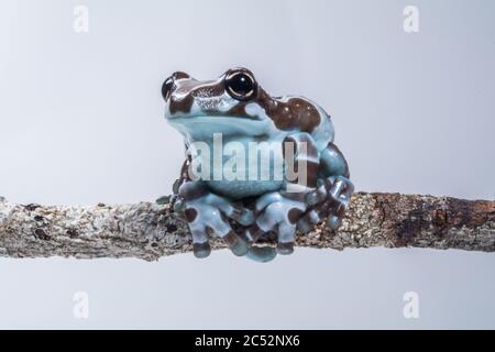 Rana di latte di Amazon su una filiale, Indonesia Foto Stock