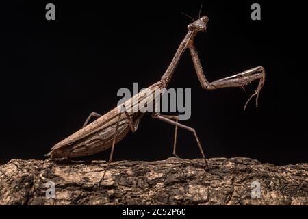 Primo piano di una mantide bruna in preghiera su un ramo, Indonesia Foto Stock