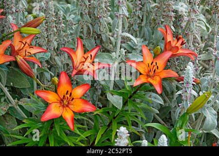 Ritratto di un giglio di legno, Lilium philadelphicum, un fiore nativo del Nord America, al Giardino dell'Oregon vicino a Silverton, Oregon. Foto Stock