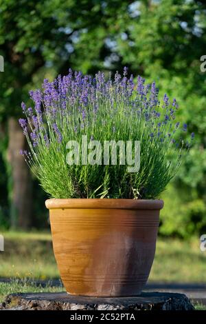 Pentola di piante di terracotta, piantata con Lavanda, seduta su un ceppo di alberi Foto Stock