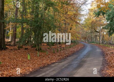 Strada di campagna in autunno a Dorset, Inghilterra, Regno Unito Foto Stock