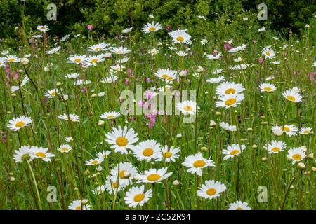 Una profusione di Oxeye-margherite sulla riva stradale Foto Stock