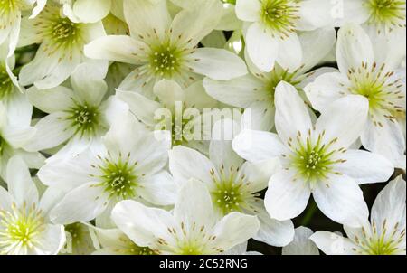 Primo piano dei fiori bianchi dei cartmani Joe clematis Foto Stock