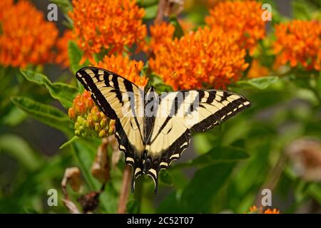 Una tigre occidentale coda di rondine farfalla che sorseggia nettare da un fiore in un grande giardino fiorito nella Willamette Valley, Oregon. Foto Stock