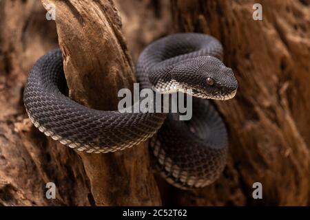 Black Mangrove Pit Viper si avvolse intorno ad una filiale, Indonesia Foto Stock