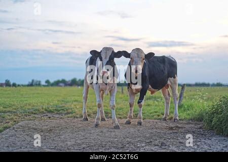 Due vitelli in piedi in un campo, Frisia orientale, bassa Sassonia, Germania Foto Stock