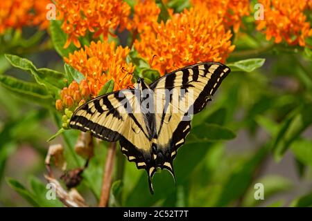 Una tigre occidentale coda di rondine farfalla che sorseggia nettare da un fiore in un grande giardino fiorito nella Willamette Valley, Oregon. Foto Stock