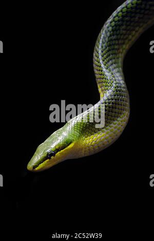 Gonyosoma Oxycephaleum conosciuto come il rattsnake verde dalla coda rossa Foto Stock