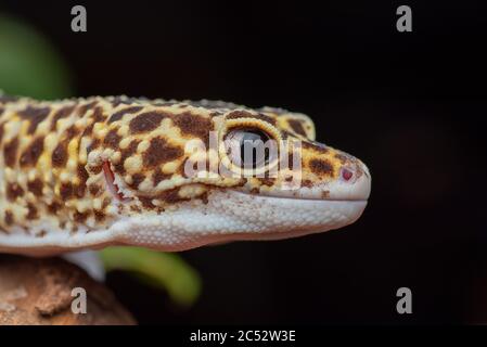 Close-up di un leopard gecko, Indonesia Foto Stock