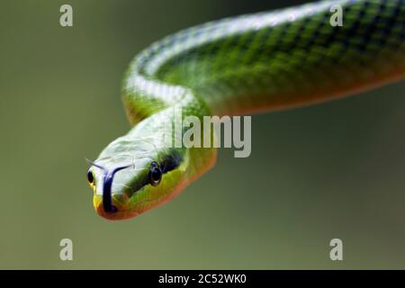 Primo piano di un serpente verde dalla coda rossa, Indonesia Foto Stock