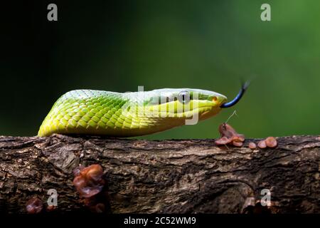 Primo piano di un serpente verde dalla coda rossa, Indonesia Foto Stock