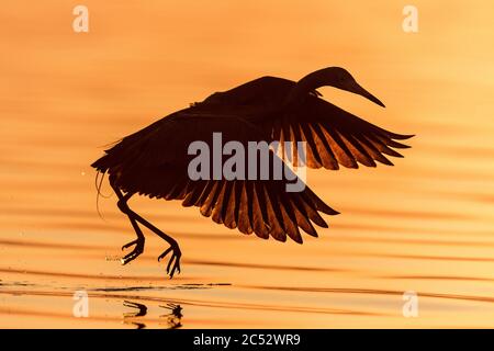 Eret rossastro (Egretta rufescens) al tramonto, Florida, USA Foto Stock