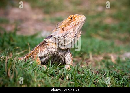 Ritratto di un drago in erba, Indonesia Foto Stock