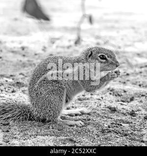 Un scoiattolo foraggiante, Xerus Inauris, in Monocromo, nel campo del Parco Nazionale di Augrabies, Capo del Nord, Sud Africa Foto Stock