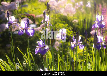 Iris versicolor è una bandiera erbacea perenne in fiore blu plantare su uno sfondo verde sfocato Foto Stock