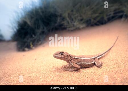 Primo piano di un drago di Mallee nell'entroterra australiano Foto Stock